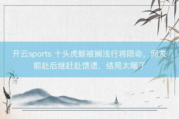 开云sports 十头虎鲸被搁浅行将陨命，网友前赴后继赶赴馈遗，结局太暖了