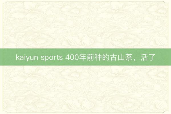 kaiyun sports 400年前种的古山茶，活了